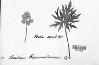 Uromyces dactylidis image